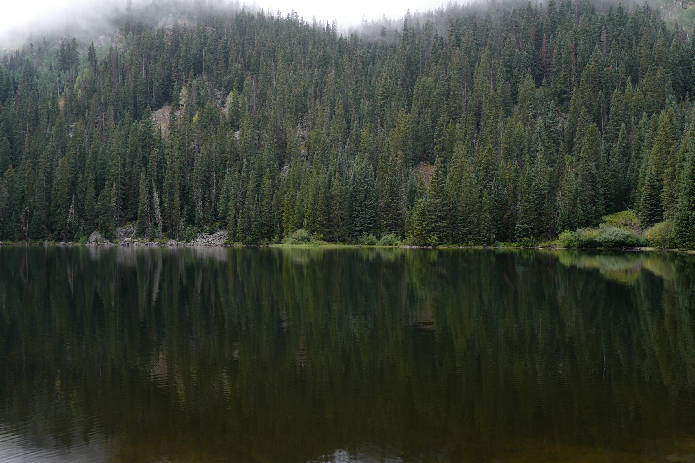 Pine forest reflected in a still mountain lake